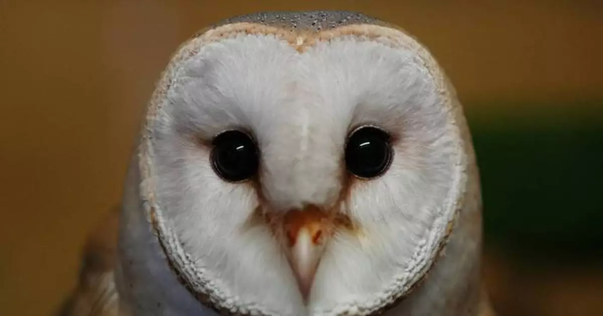 An unlikely symbol of cooperation, the barn owl brings Arab and Israeli scientists together