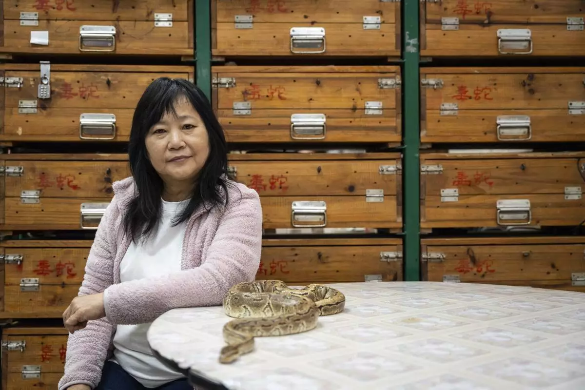 Chau Ka-ling, owner of the family-run snake soup restaurant, sits beside a pet snake at her shop in Hong Kong, Monday, Jan. 6, 2025. (AP Photo/Chan Long Hei)