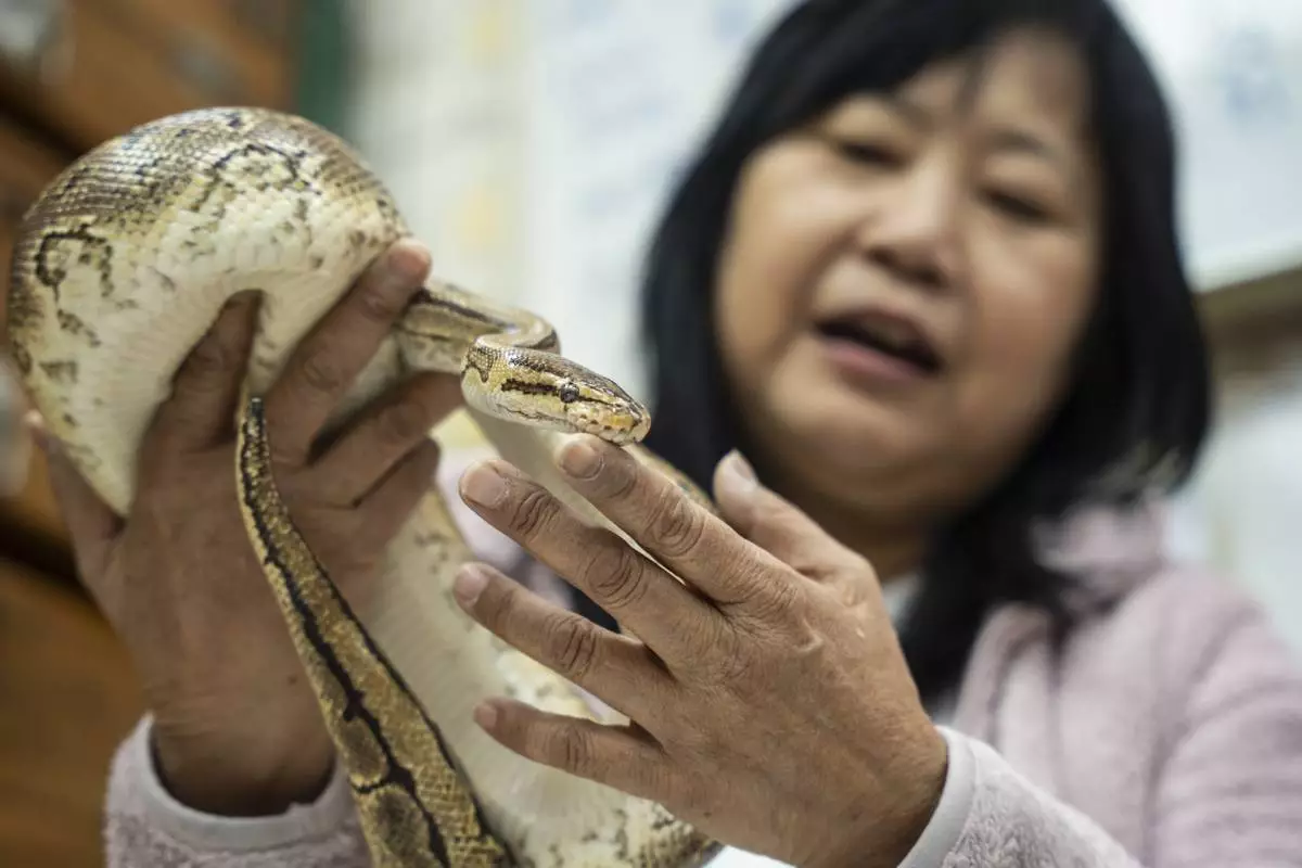 Chau Ka-ling, owner of the family-run snake soup restaurant, pets her pet snake at her shop in Hong Kong, Monday, Jan. 6, 2025. (AP Photo/Chan Long Hei)