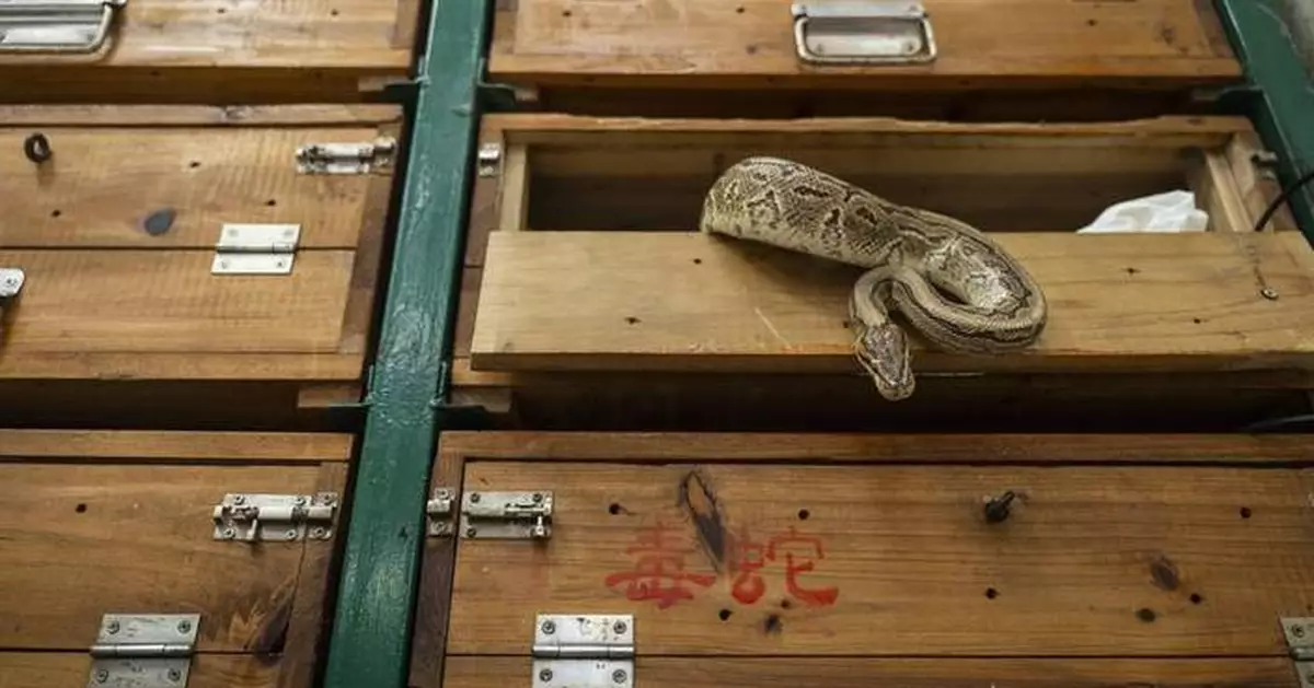 AP PHOTOS: Hong Kong's snake soup is slithering away but still simmers in a decades-old kitchen