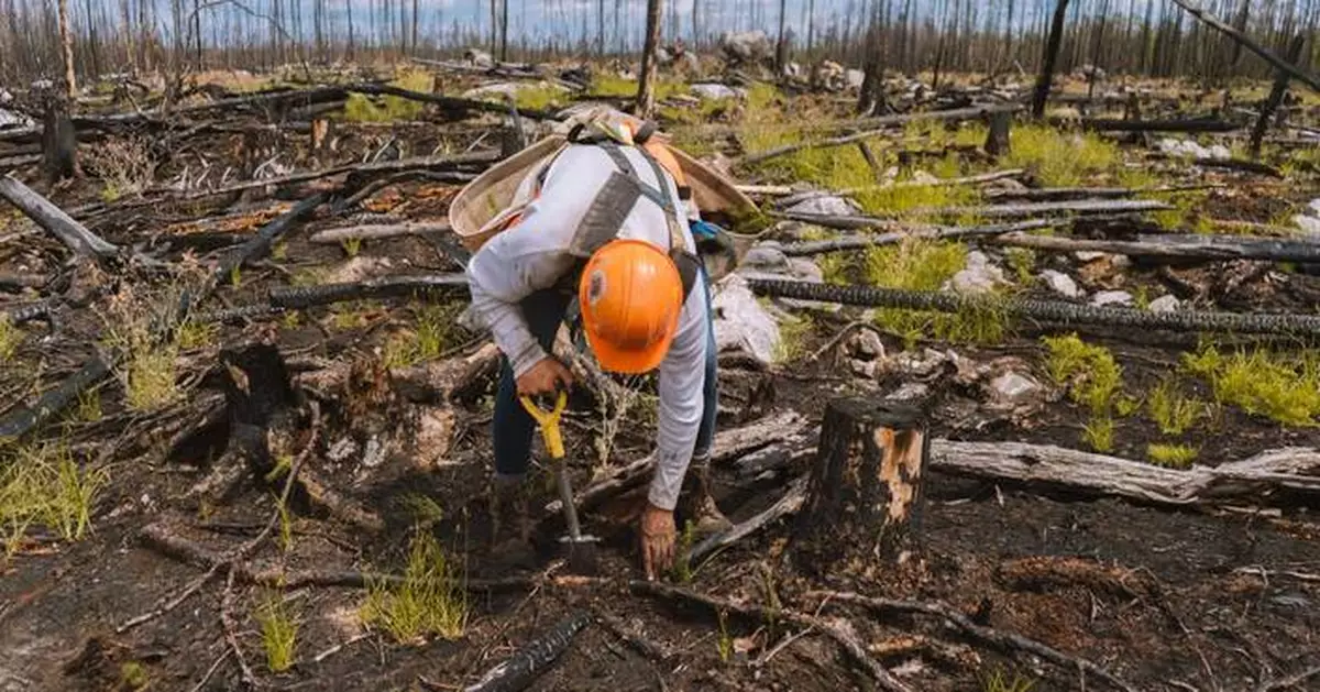 Integrity Reforestation and Agoke Development LP (ADLP) Launch Major Initiative to Restore Wildfire-Impacted Land and Caribou Habitat in Ontario’s Ogoki Forest