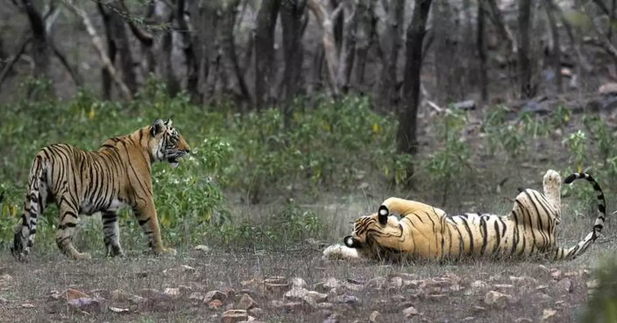 Study finds India doubled its tiger population in a decade and credits conservation efforts