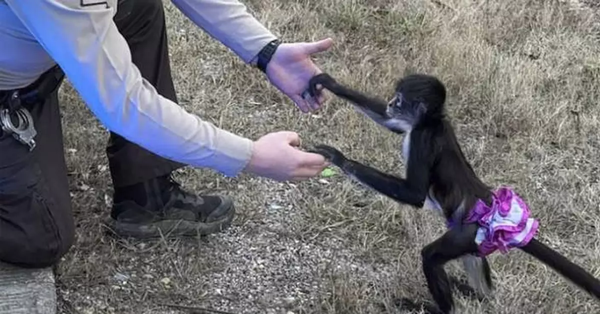 Monkey in a tutu escapes from a home. Missouri sheriff's office says the capture was 'bananas'