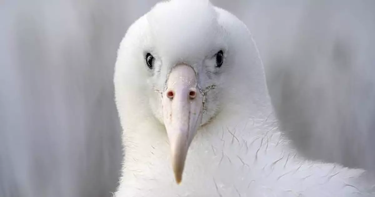 An albatross couple shares egg duty in this captivating low-drama reality show