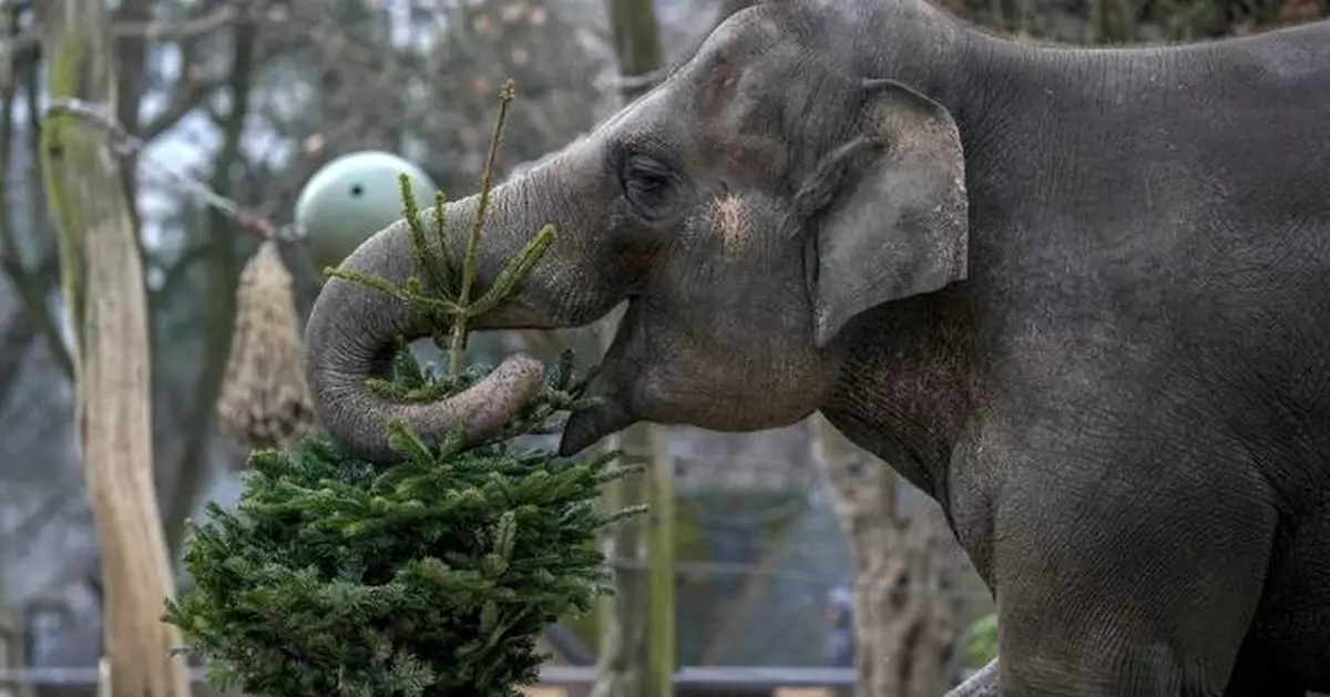 It's Christmas for the elephants as unsold trees are fed to the animals at Berlin Zoo