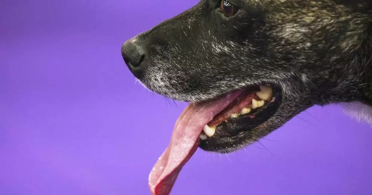 PHOTO COLLECTION: Westminster Dog Show