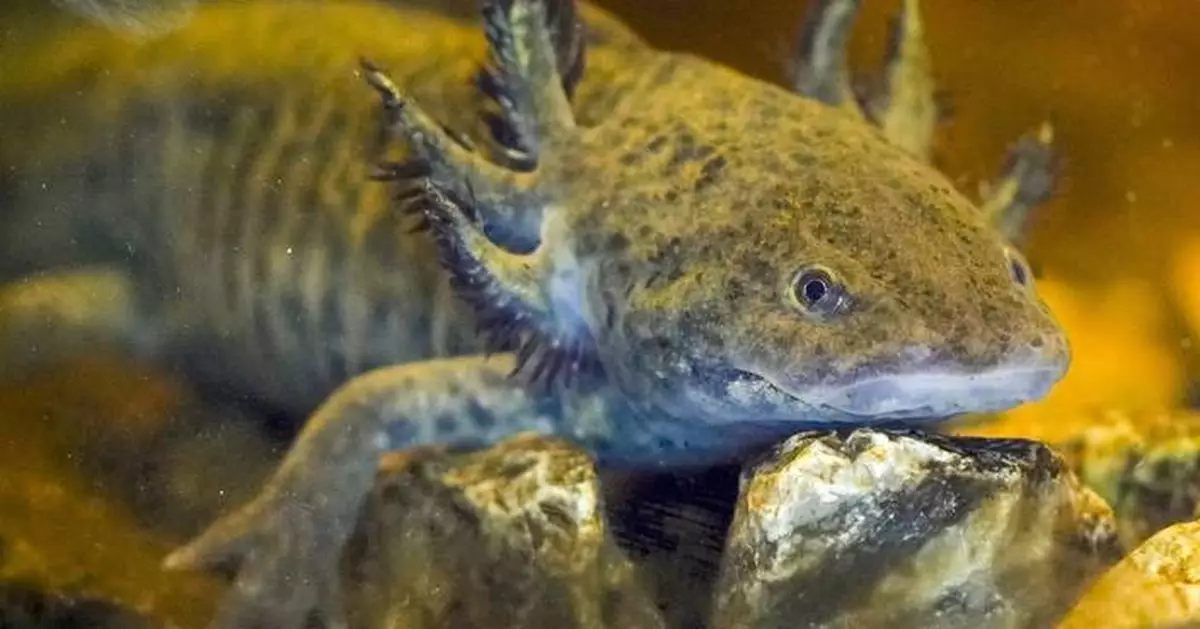 Ancient deity, pet and endangered species. Why is axolotl Mexico's most beloved amphibian?