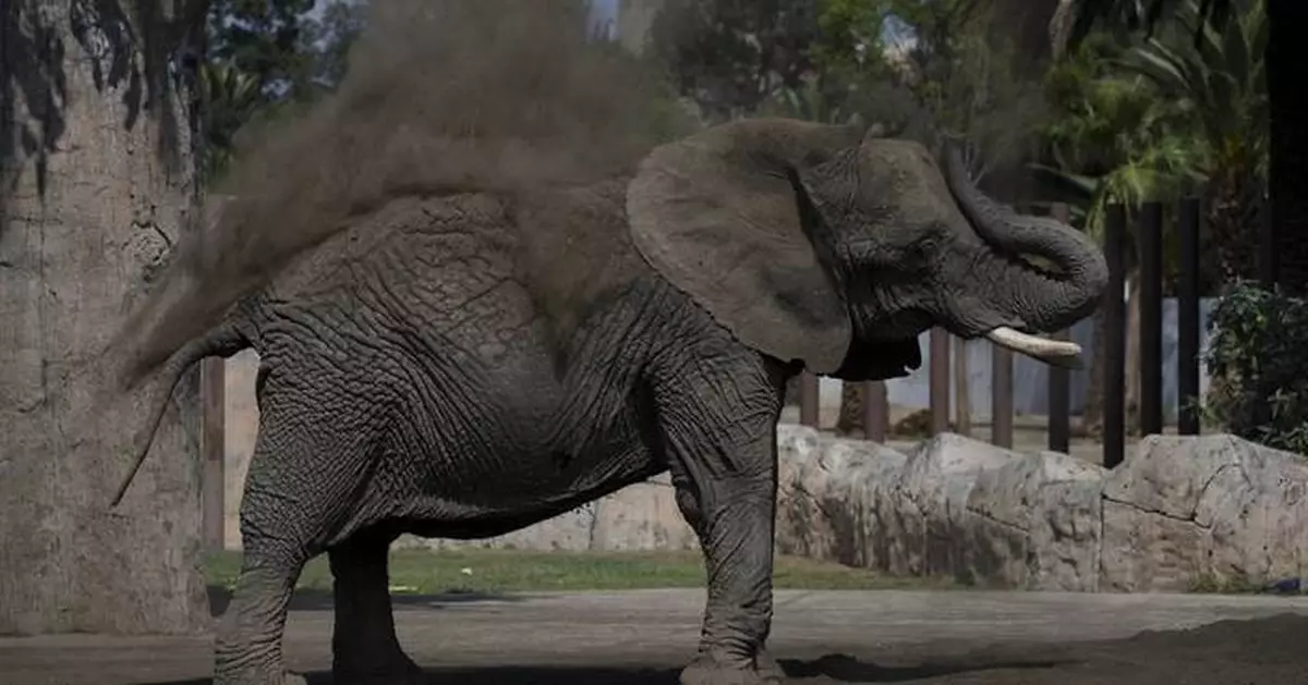 Mexico's Supreme Court orders a zoo to improve conditions for Ely the elephant
