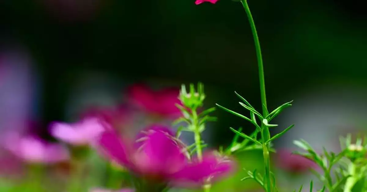 Hong Kong Flower Show 2024: Celebrate Vibrant Cosmos at Victoria Park from March 14-23!