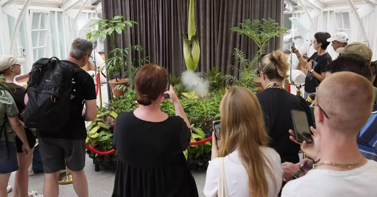 Australia holds its nose for its 3rd rancid bloom of a rare corpse plant in 3 months