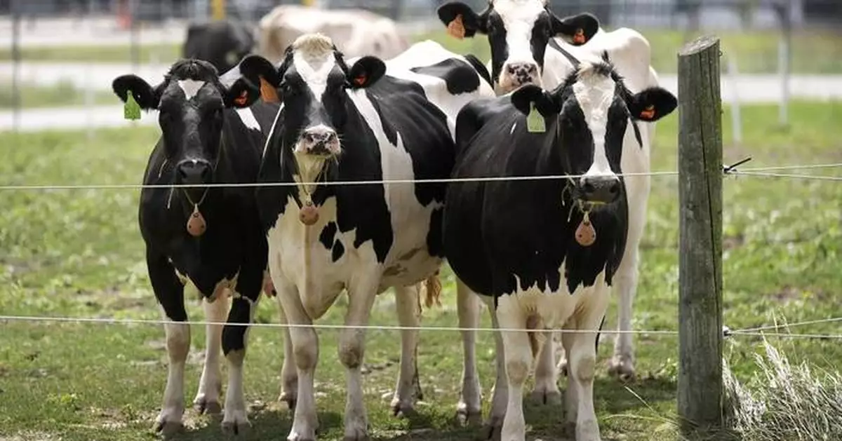 Second type of bird flu detected in US dairy cows