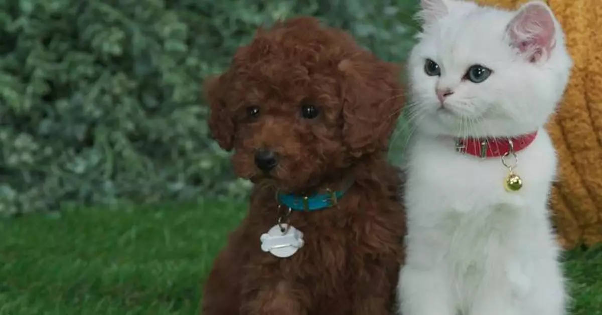 Adorable live-action preschool series Mittens &amp; Pants gets a Season 3 greenlight from CBC