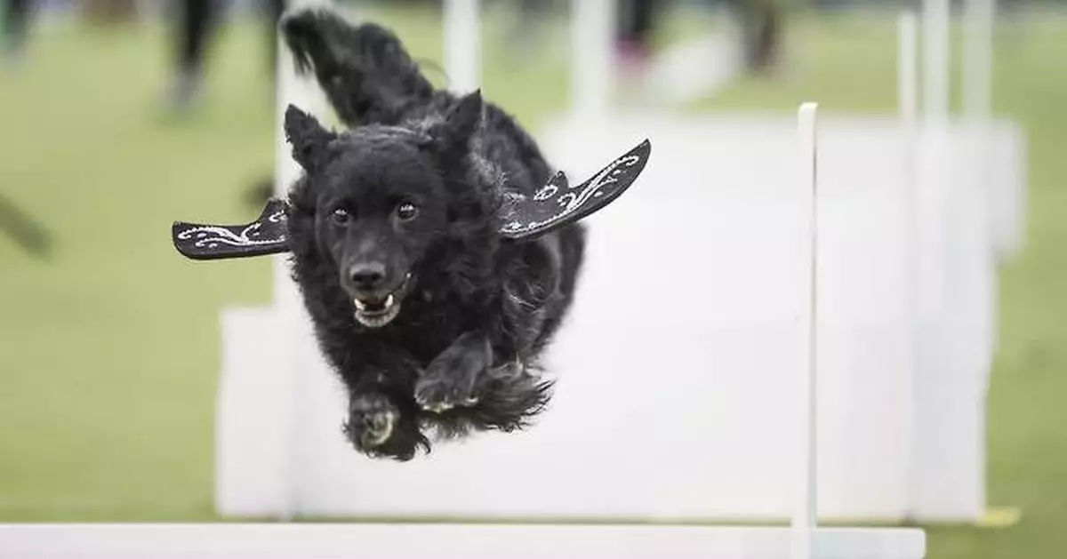 Call it the Dog Bowl. Westminster show's canine athletes get their piece of Super Bowl weekend