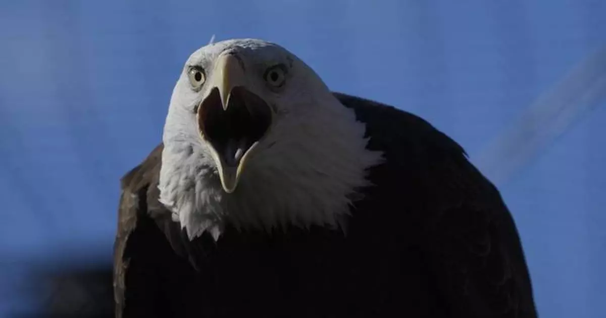 American bald eagles are having a moment, ecologically and culturally