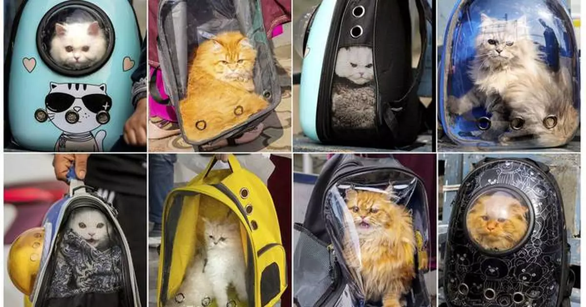 AP PHOTOS: Cat owners in Kashmir thrown into a tizzy over viral posts bad-mouthing their pets