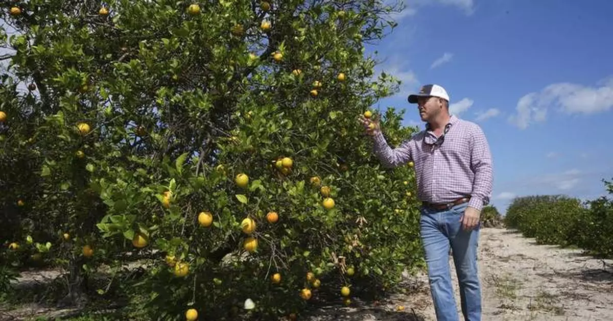 Hit by storms and disease, Florida's citrus growers try to survive until bug-free trees arrive