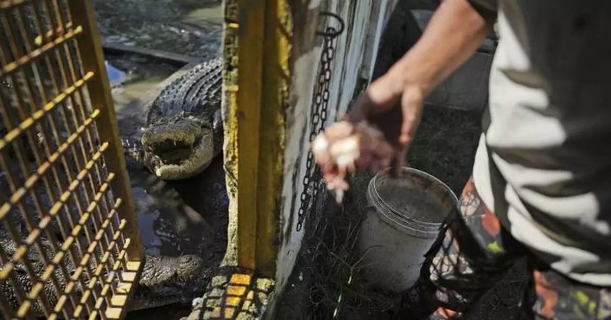 Crocodile attacks in Indonesia are on the rise. It's left residents on edge