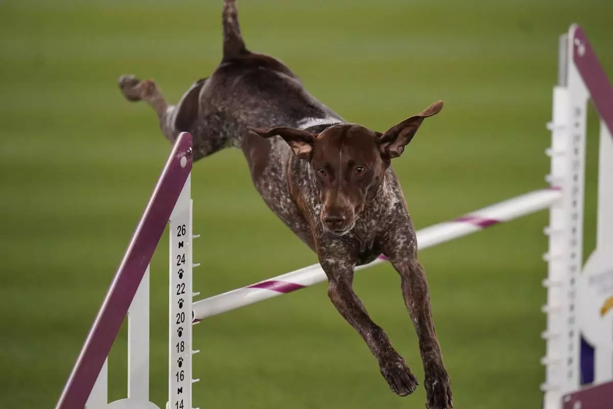 FILE- Doppler, the German Shorthaired Pointer, competes in the Masters Agility Competition during the 146th Westminster Dog Show on Saturday, June 18, 2022 in Tarrytown, New York. (AP Photo/Vera Nieuwenhuis, file)