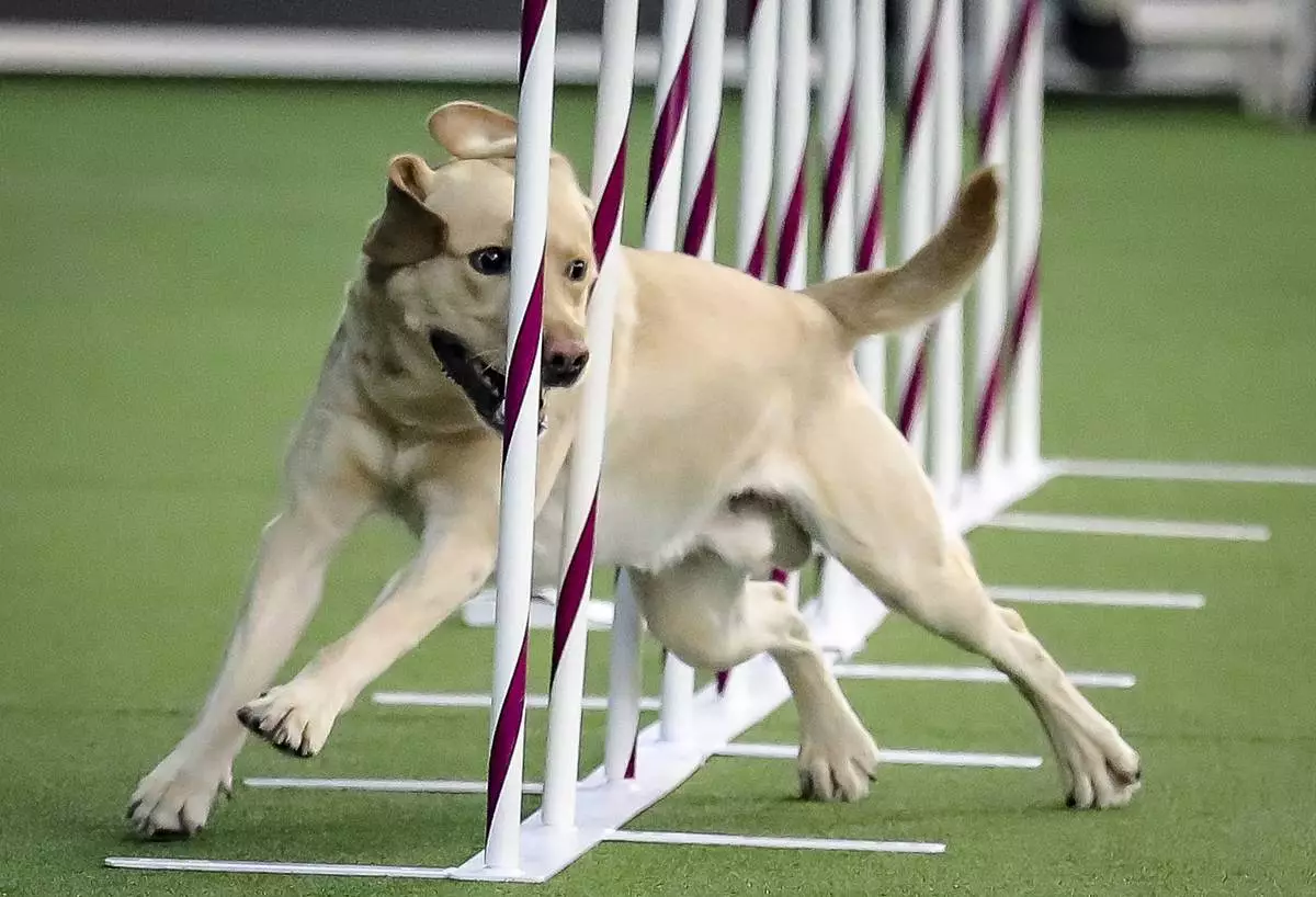 FILE - A Labrador retriever weaves, through a series of poles during Westminster Kennel Club's agility competition in New York, Feb. 8, 2020. (AP Photo/Bebeto Matthews, File)