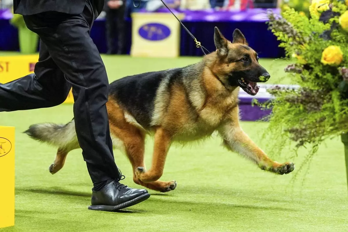 FILE — Mercedes, a German shepherd, takes part in the best in show competition at the 148th Westminster Kennel Club dog show, May 14, 2024, at the USTA Billie Jean King National Tennis Center in New York. (AP Photo/Julia Nikhinson, File)