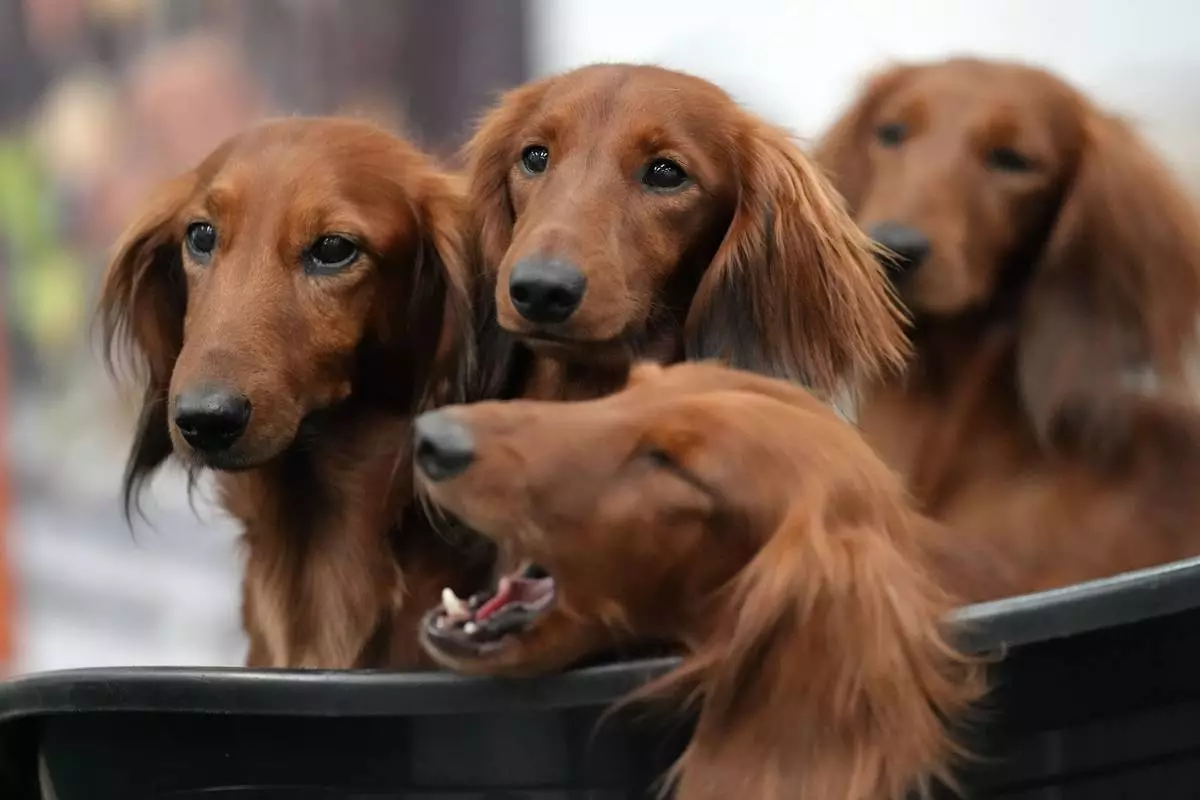FILE - Four dachshunds wait in a basket of a breeder at a dog show in Dortmund, Germany, Friday, Nov. 8, 2024. (AP Photo/Martin Meissner, file)