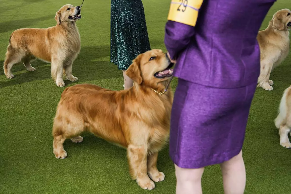 FILE- Golden retrievers compete in breed group judging at the 148th Westminster Kennel Club Dog show, Tuesday, May 14, 2024, in New York. (AP Photo/Julia Nikhinson, file)
