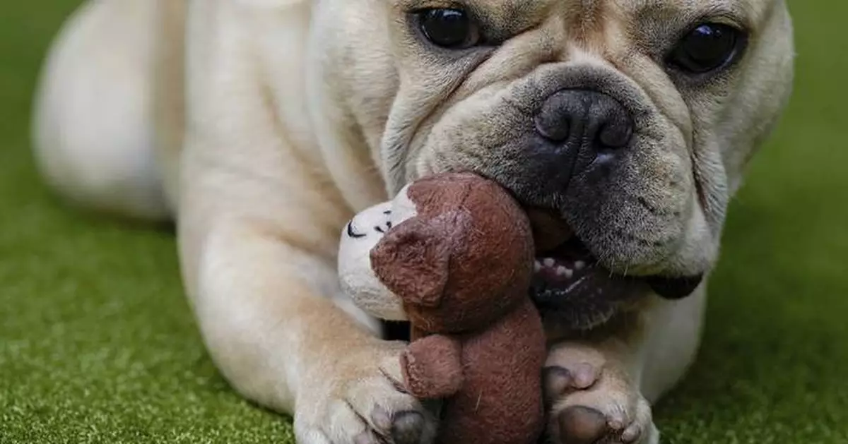French bulldog is still top US breed, but is another gaining momentum? Of corso