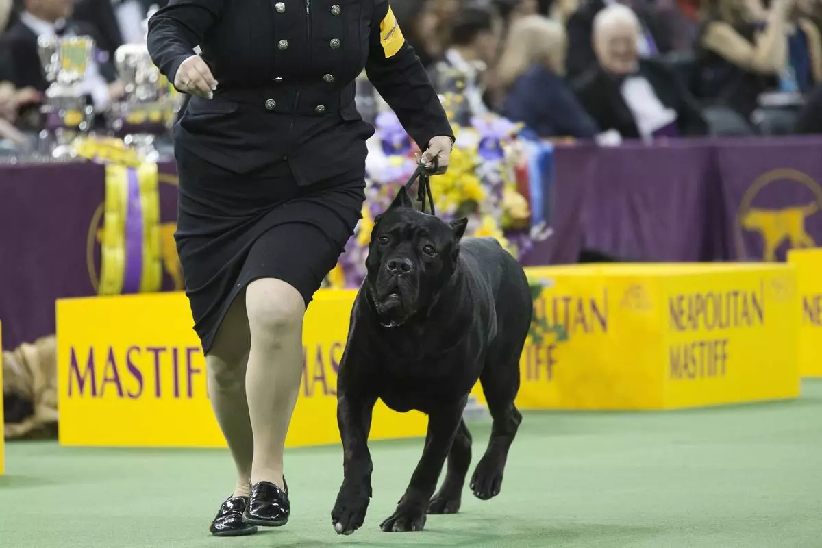 FILE - A cane corso competes at the 140th Westminster Kennel Club dog show, Tuesday, Feb. 16, 2016, at Madison Square Garden in New York. (AP Photo/Mary Altaffer, File)