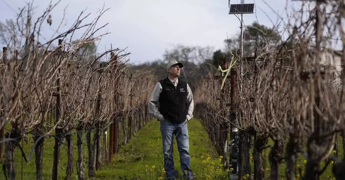 AI made its way to vineyards. Here's how the technology is helping make your wine