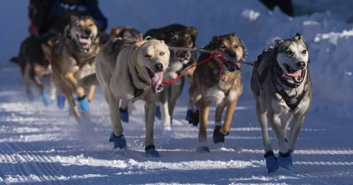 The world's most famous sled dog race is longer than ever. Here's a look at Iditarod, by the numbers