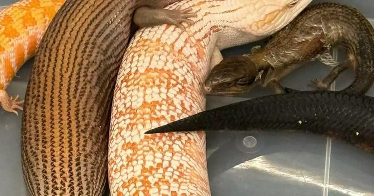 Customs Seizes 42 Endangered Lizards Worth $210,000 at Hong Kong Airport