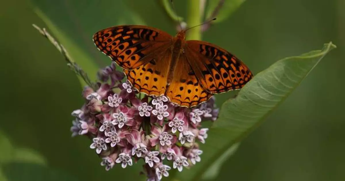 First national analysis finds America's butterflies are disappearing at 'catastrophic' rate