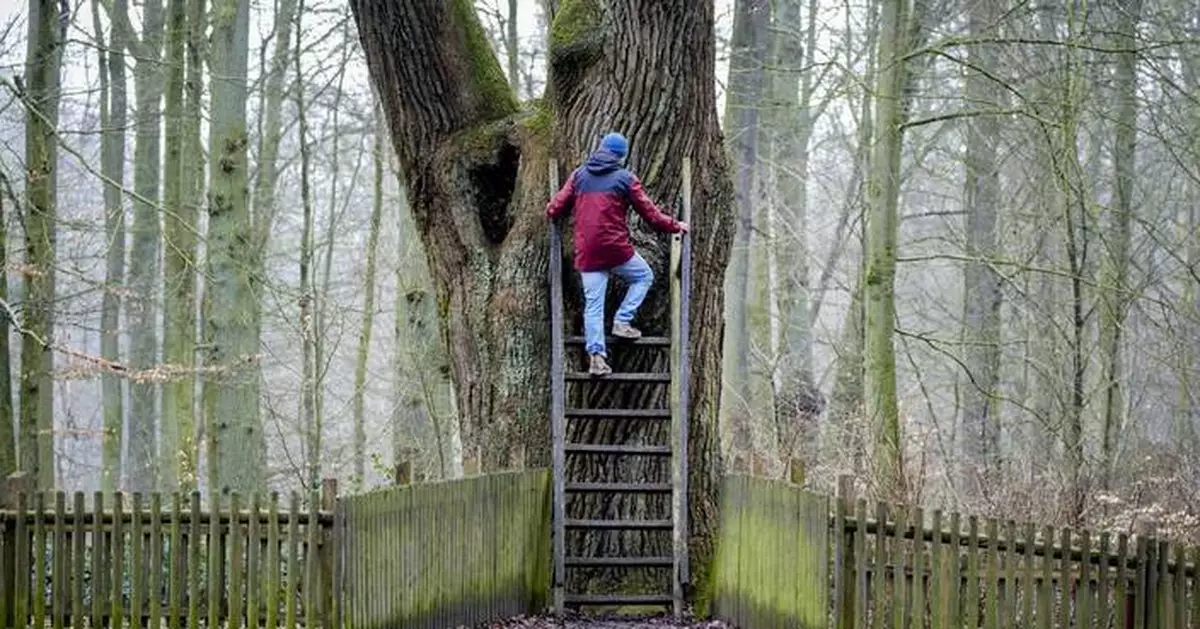 Timber over Tinder: Bridegroom's Oak in a German forest has connected lovers for over a century