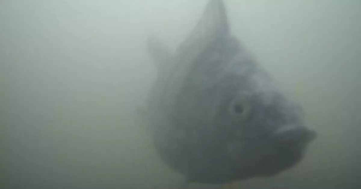 Quirky livestream that lets viewers help fish is a hit with millions