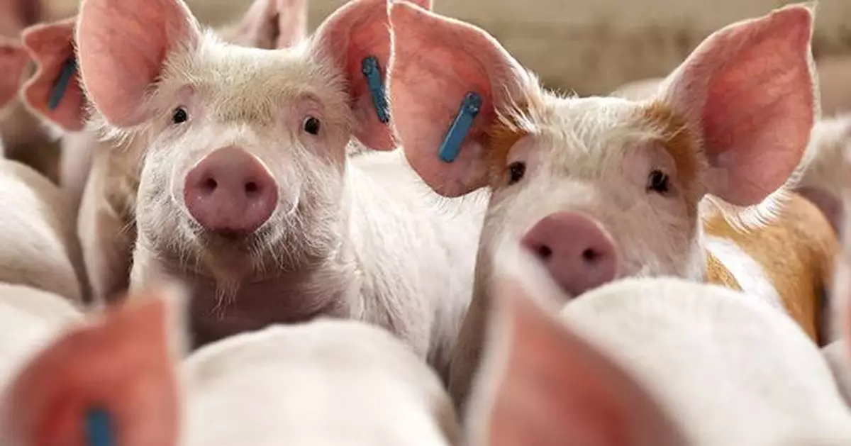 IFF Extends Enviva® PRO Probiotic Range to Improve Swine Welfare