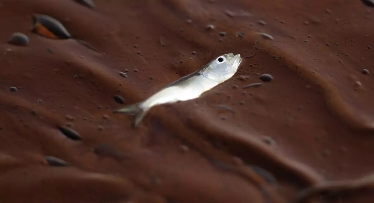 FILE - A small dead fish floats on a pool of oil at Bay Long, off the coast of Louisiana, on June 6, 2010. (AP Photo/Charlie Riedel, File)