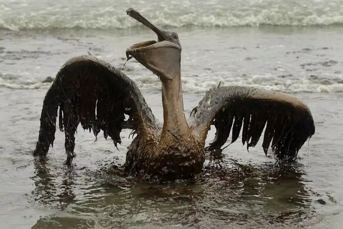 FILE - A brown pelican covered in oil tries to raise its wings on the beach at East Grand Terre Island along the Louisiana coast on June 3, 2010. (AP Photo/Charlie Riedel, File)