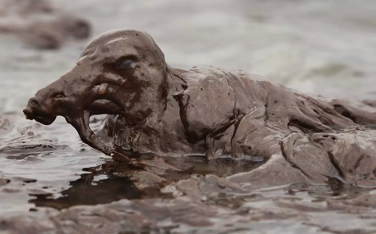 FILE - A bird is mired in oil on the beach at East Grand Terre Island along the Louisiana coast on June 3, 2010. (AP Photo/Charlie Riedel, File)