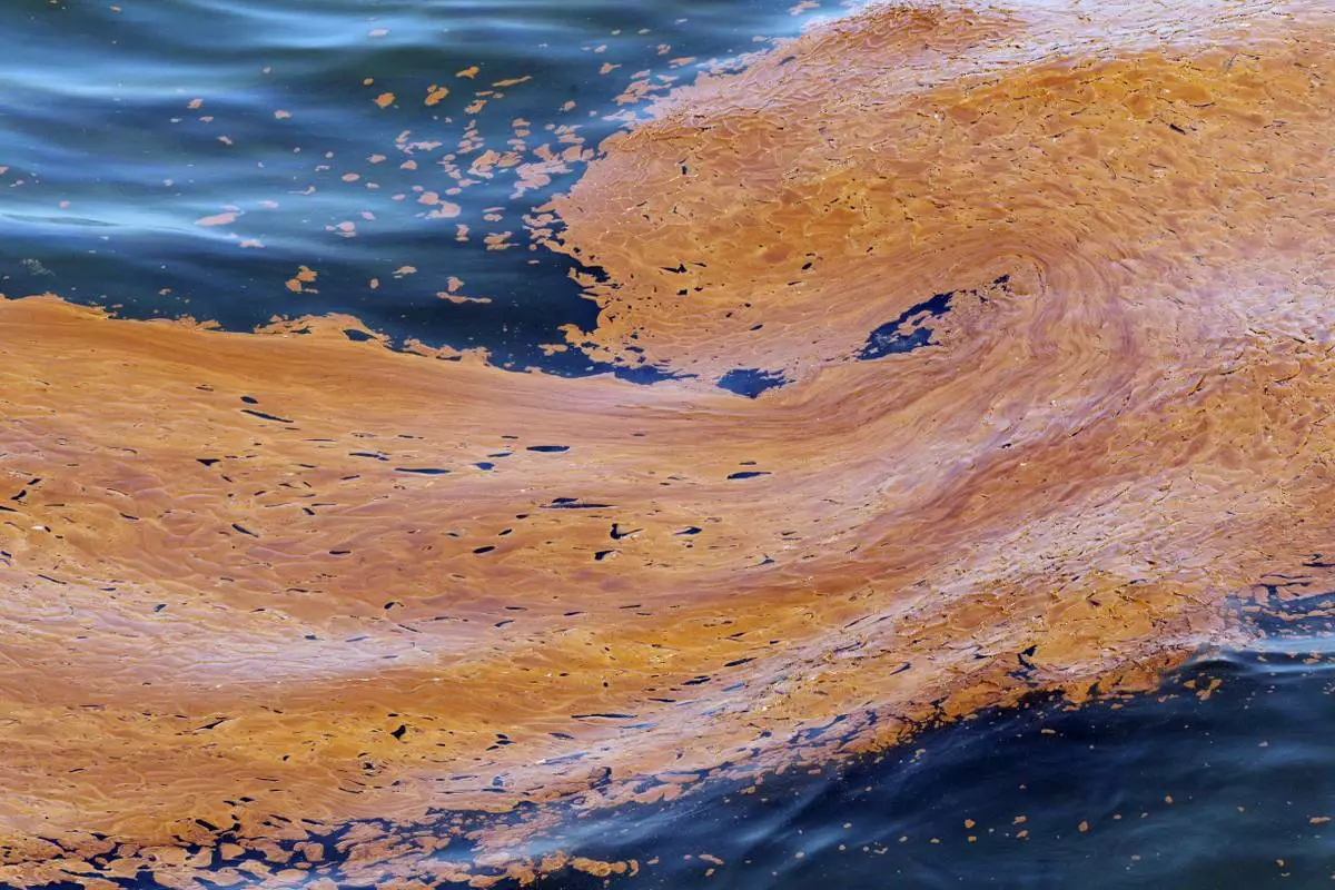 FILE - Oil floats in the waters of Chandeleur Sound, La., on May 4, 2010, two weeks after the explosion of the Deepwater Horizon oil rig in the Gulf of Mexico. (AP Photo/Eric Gay, File)