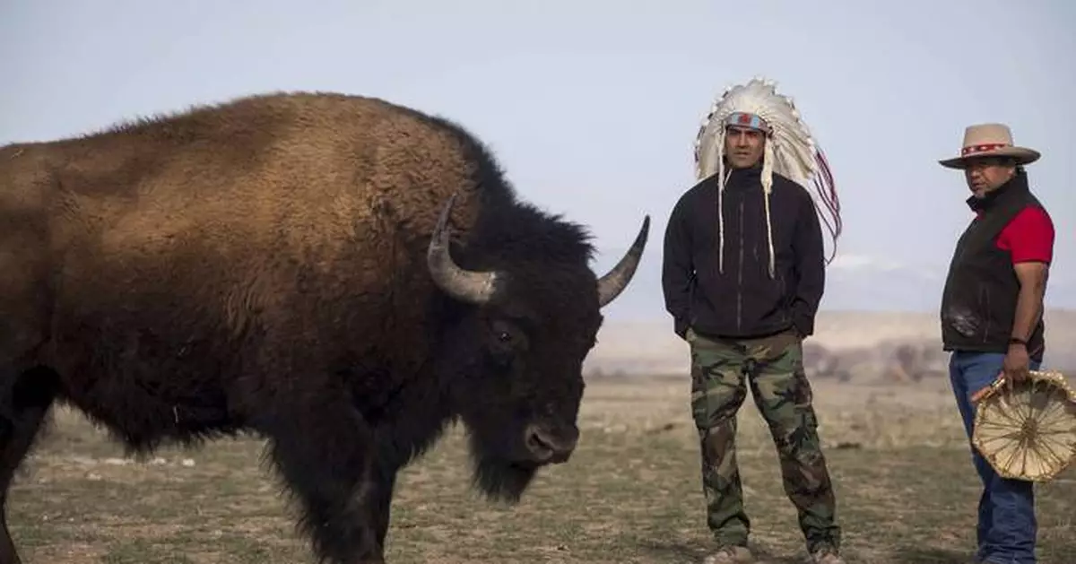 In Wyoming, the Eastern Shoshone tribe decided to classify buffalo as wildlife. Here is why