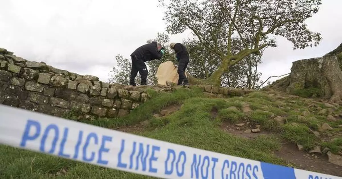 Grainy video in UK trial shows Sycamore Gap tree’s last stand