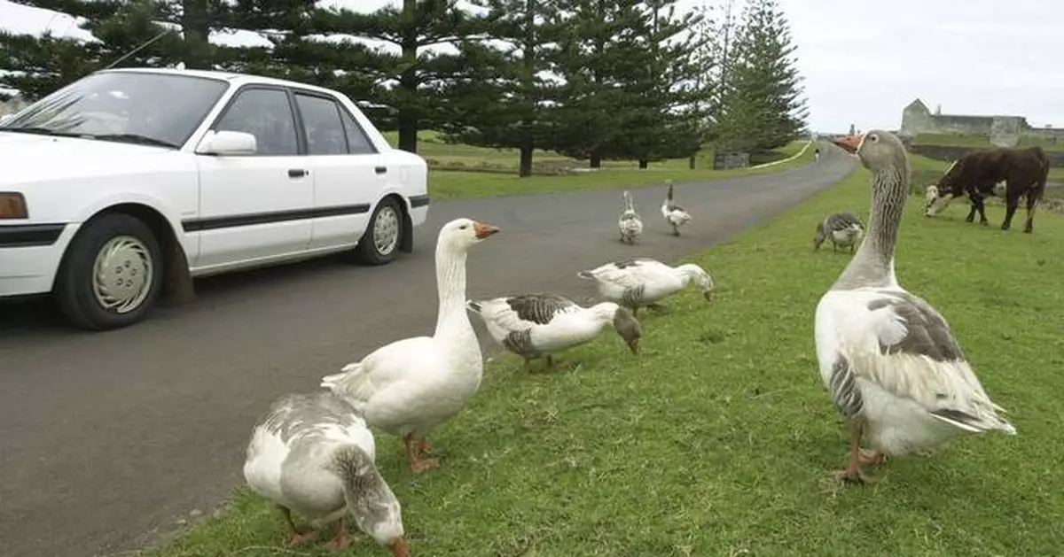 Canadian couple likely the only business owners on Australia's Norfolk Island to face US tariffs