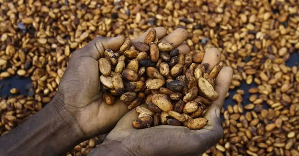 Struggling Ivory Coast cocoa farmers are worried about US tariff plans