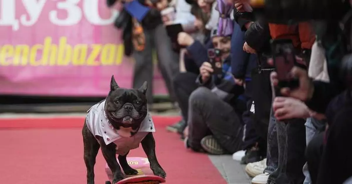 PHOTO COLLECTION: Russia French Bulldogs Parade