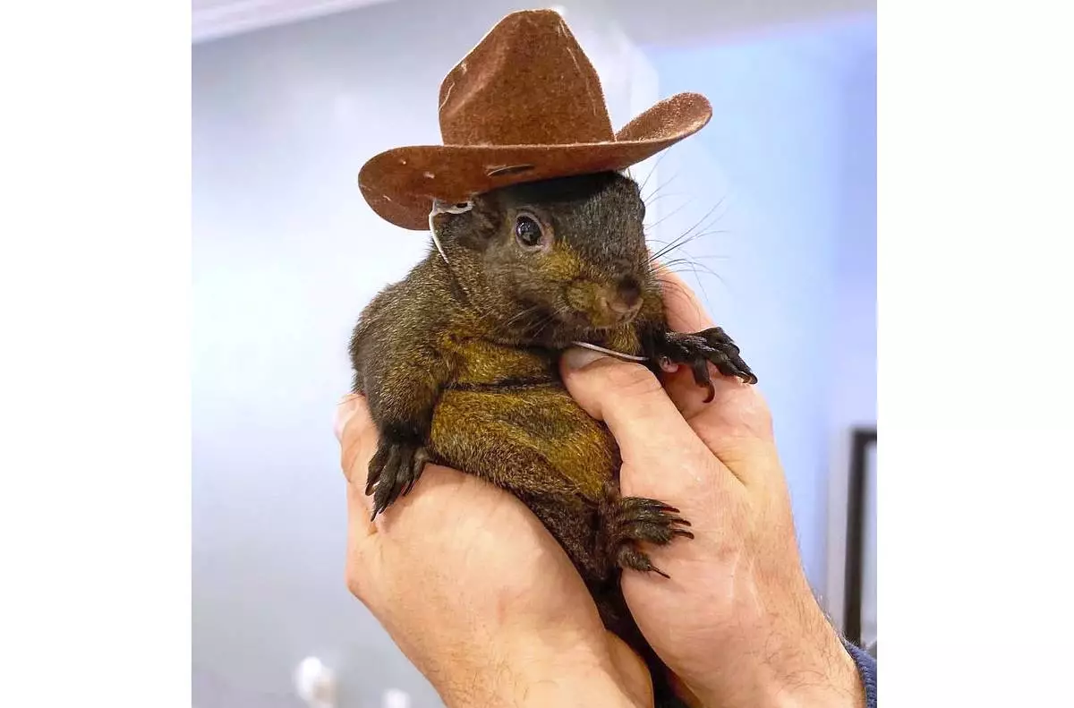 This undated photo shows Peanut, a squirrel who lived as a pet with Mark Longo in Southport, N.Y. (Mark Longo via AP)