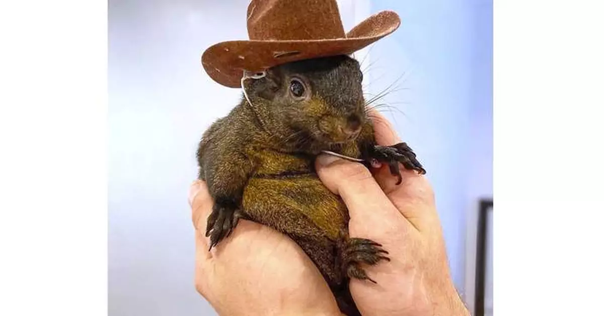 Inside the investigation, seizure and death of Peanut the social media star squirrel