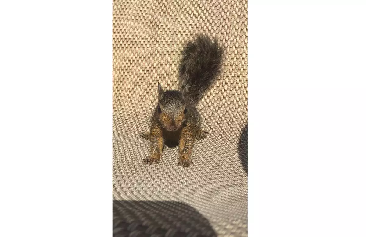 This April 2017 photo shows Peanut, a squirrel who lived as a pet with Mark Longo in Southport, N.Y. (Mark Longo via AP)