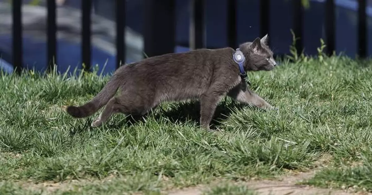 AP PHOTOS: Cat wanders onto the White House grounds and joins the press corps