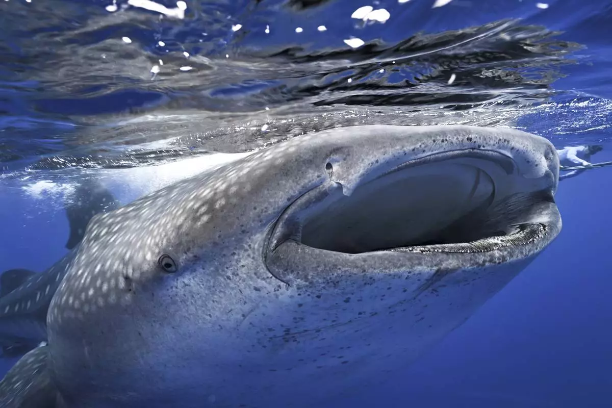 Whale sharks swim off the coast of St. Helena in the South Atlantic Ocean in February 2025. (AP Photo/Flora Tomlinson-Pilley)