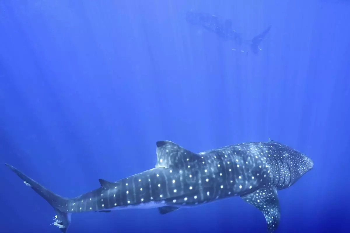 Whale sharks swim off the coast of St. Helena in the South Atlantic Ocean in February 2025. (AP Photo/Flora Tomlinson-Pilley)